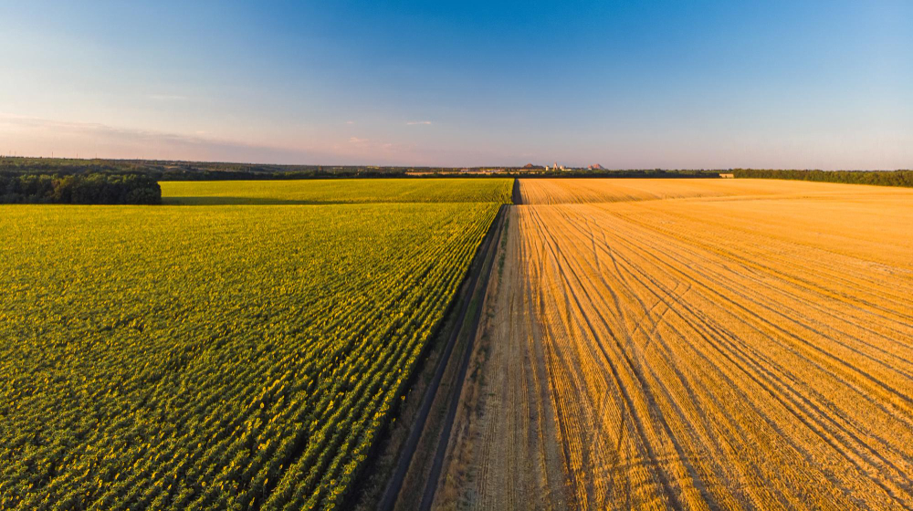 colorful-farm-fields-from-sunflower-wheat-rye-corn