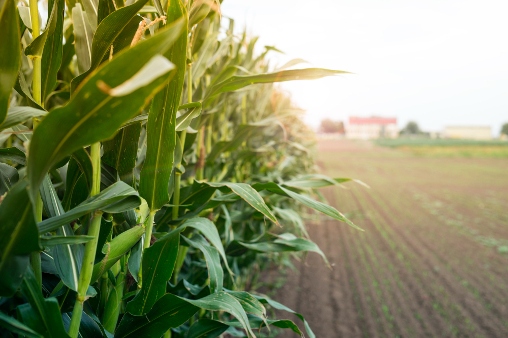 corn-field-sunset