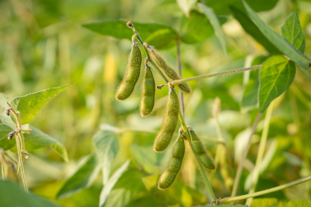 green-soy-beans-ready-farmer-s-field-agriculture-production-concept